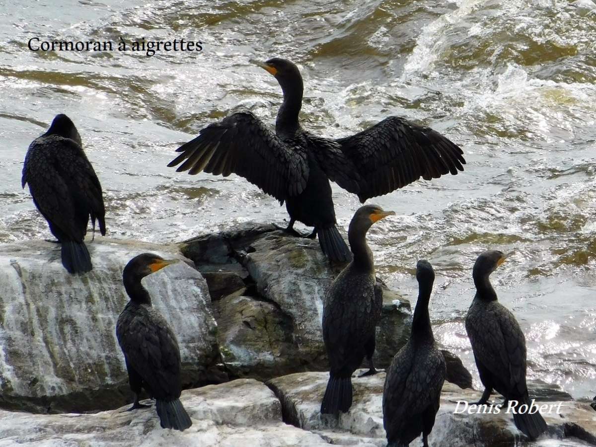 Site ornithologique du barrage d'Angliers | Ornithologie | Accès Plein Air