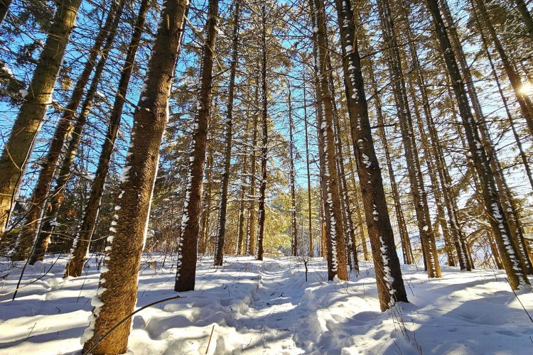 Raquette Rebouldingue 01