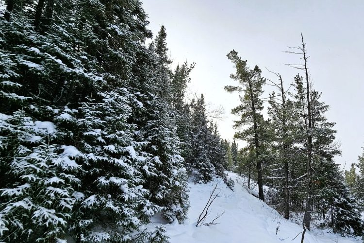 Fea021Ff 733D 4Cc9 B798 81D6F88B8E24